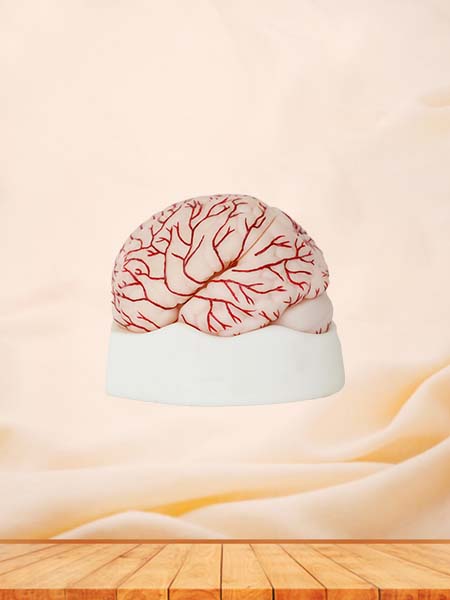 Soft Brain with Cerebral Arteries Anatomy Model