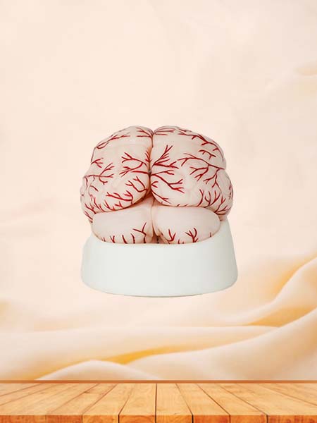 Soft Brain with Cerebral Arteries Anatomy Model