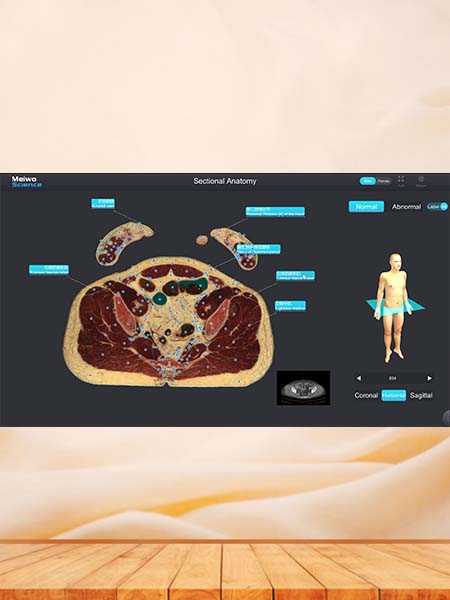 3D Human Anatomy Software