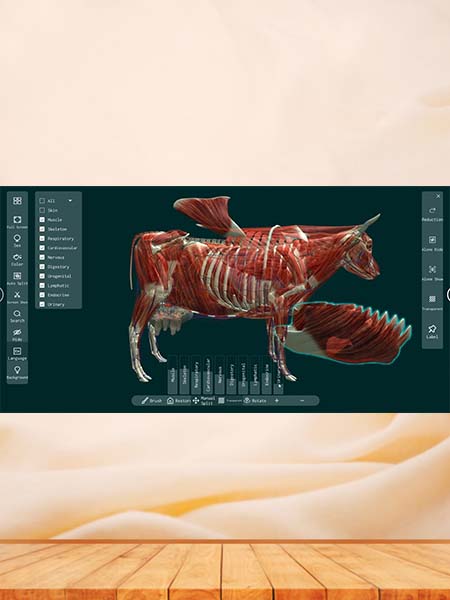 3D Animal Anatomy Software