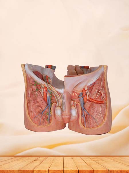 Soft Simulated Abdominal Cavity and Greater Omentum Anatomy Model