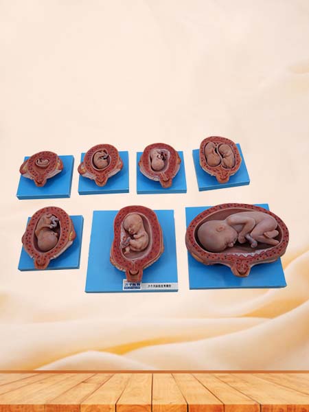 Soft Simulated Male Testis Anatomy Model