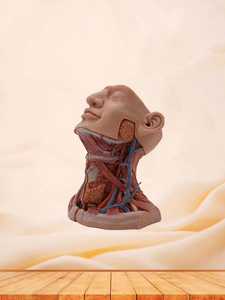 Human muscle anatomy model