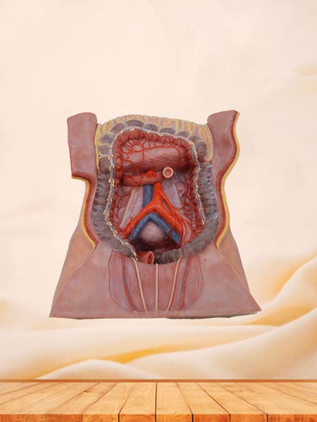 Soft Simulated Abdominal Cavity and Greater Omentum Anatomy Model