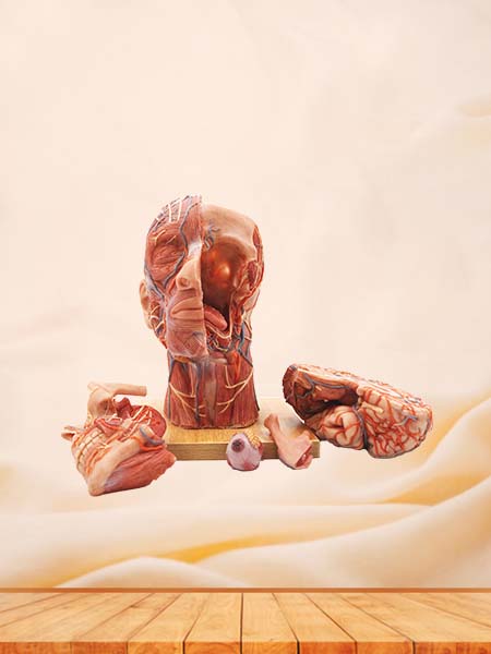 Human body joint model