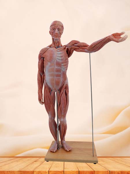 Human body joint model