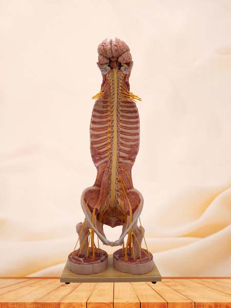 Spinal Cord and Spinal Nerve Anatomy Model