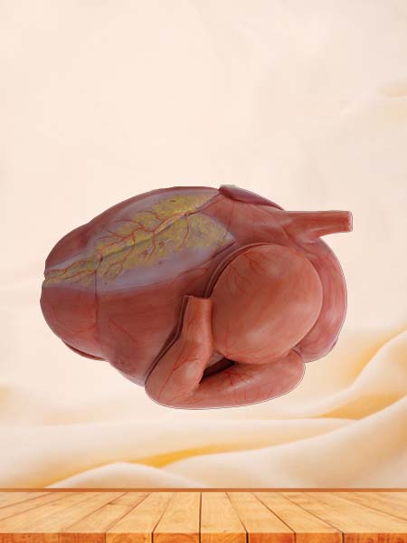 Pancreas, Spleen and Duodenum Model for Anatomy