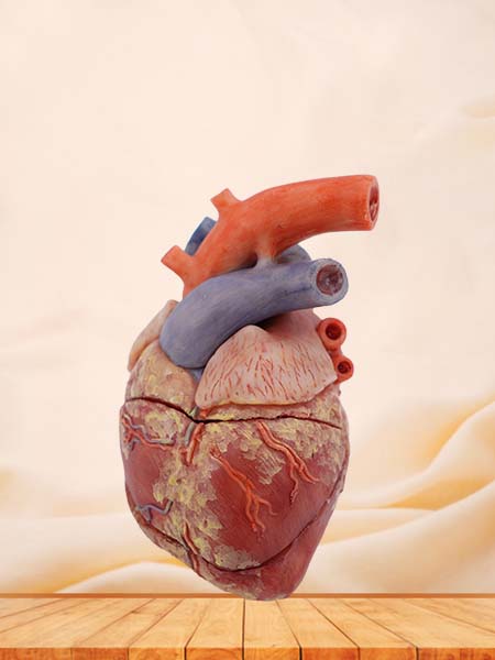 Heart Anatomical Model of Pig