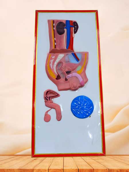 Male urinary system relief model