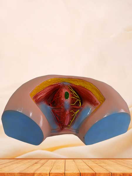 Female perineum model