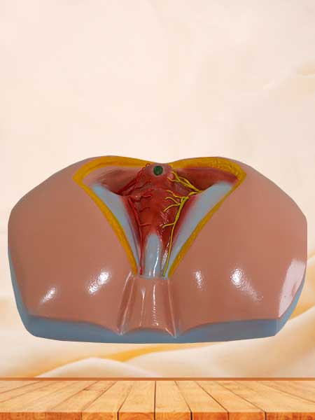 Male perineum model