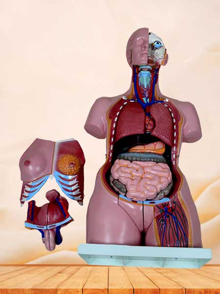 Dual-sex human torso model with head