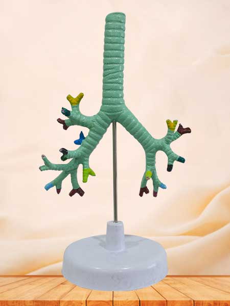 Trachea and bronchus bronchipulmonary anatomy model