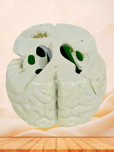 Soft Brainstem, Diencephalon, Thalamic Nucleus Model