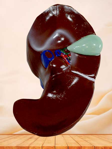 Natural size liver section model