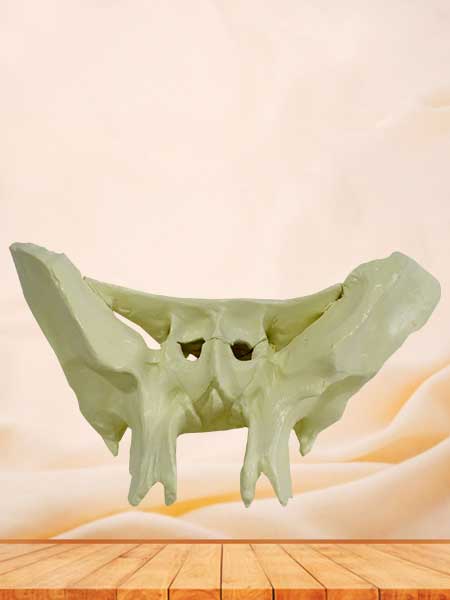 Human sphenoid bone model