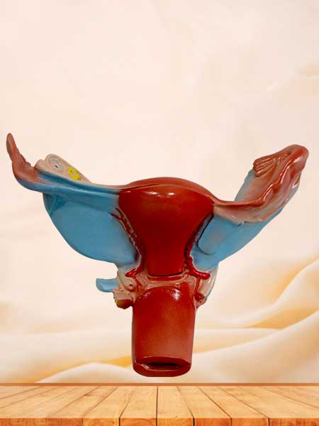 Female uterus model