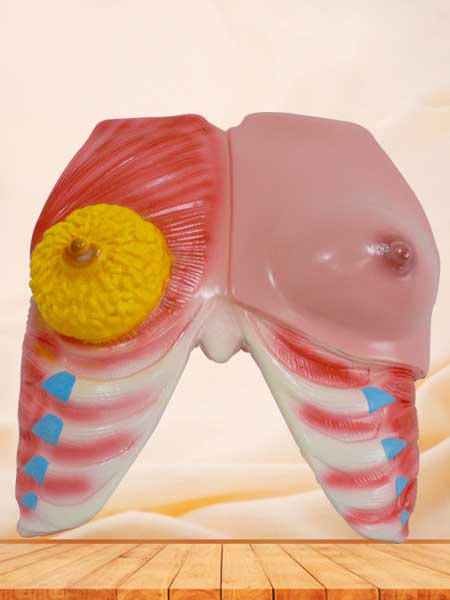 Human maxilla anatomy model