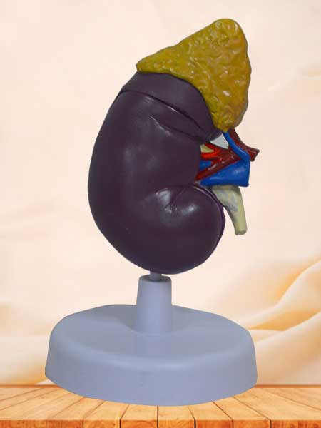 Kidney and adrenal gland model