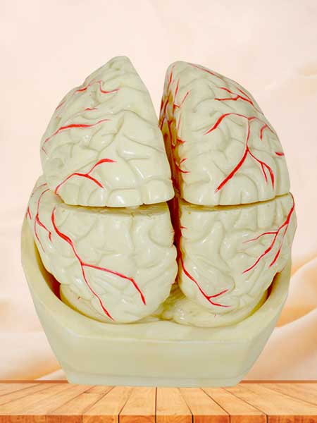 Human brain and brain artery anatomy model