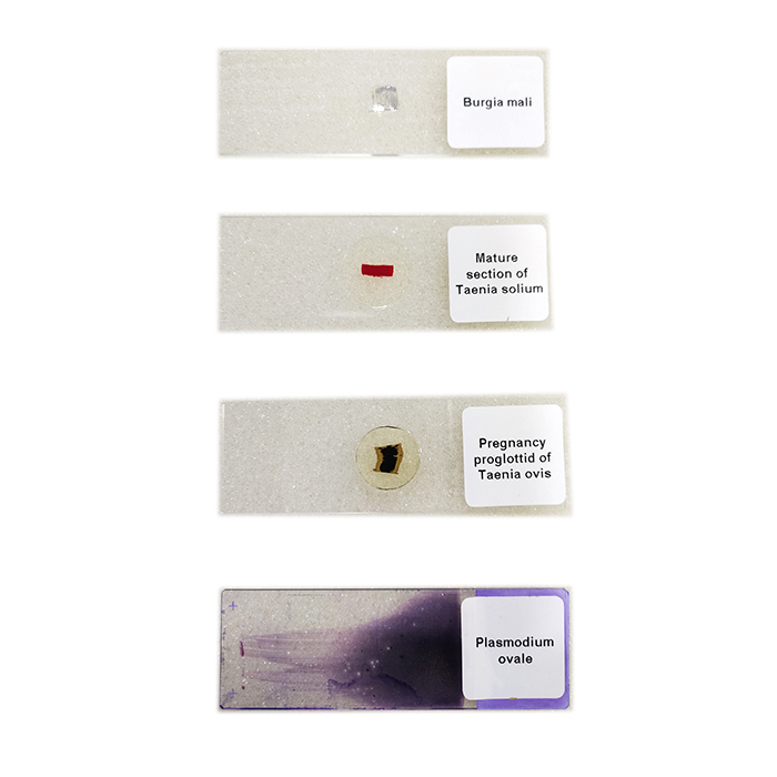 Prepared Microscope Slides