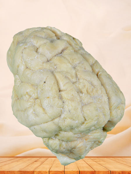 Brain of pig plastinated specimen