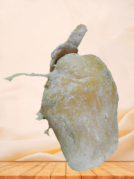 Coronal section of pig kidney plastinated specimen