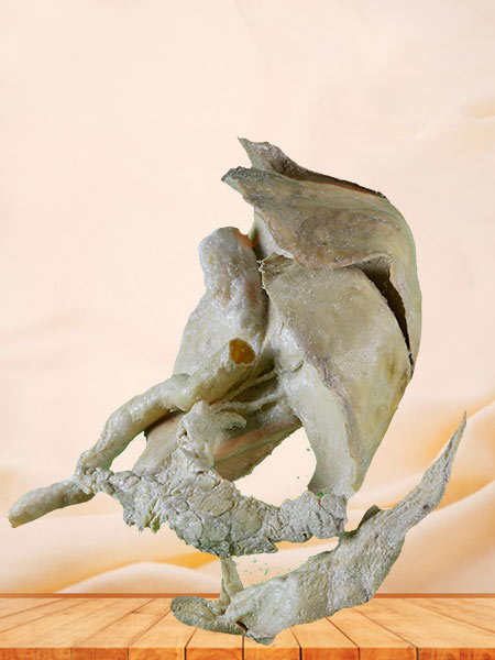 Sagittal section of pig head plastinated specimen