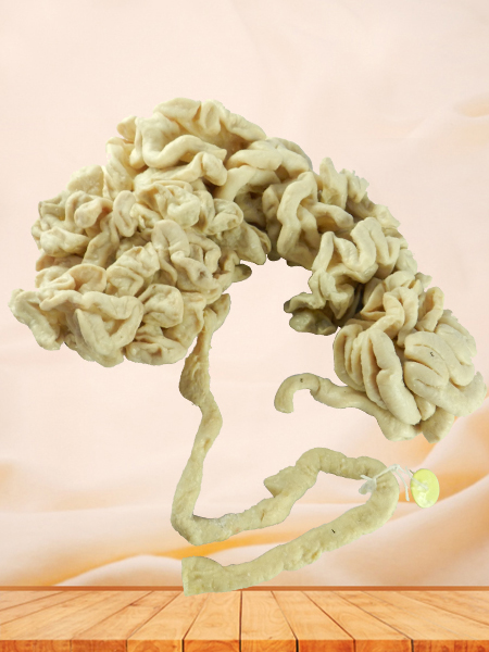 Brain of sheep plastinated specimen