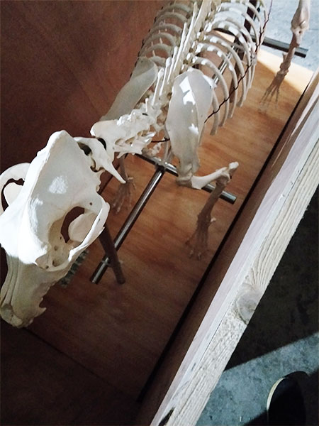 Dog Animal Skeletons for Sale