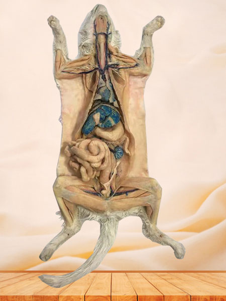 Combined Dissection of Cat Plastinated Specimen