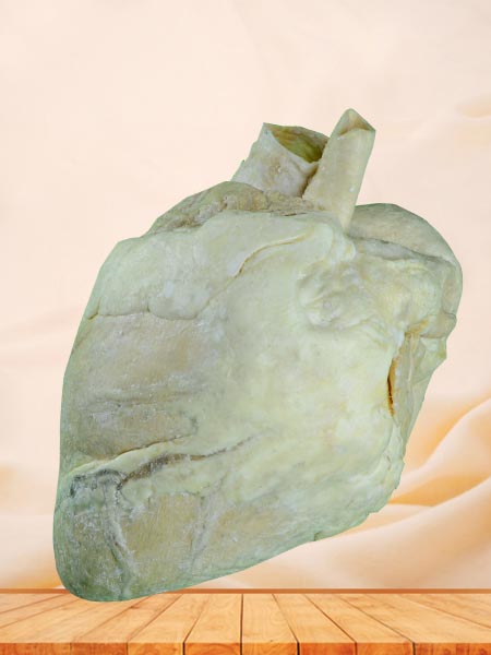 Heart of cow plastinated specimen