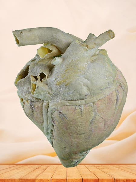 Heart blood vessel of cow plastinated specimen