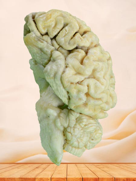 Brain hemisphere of sheep plastinated specimen