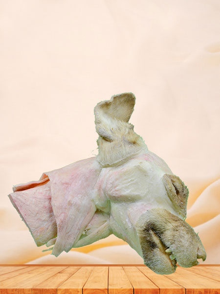 Kidney of dog plastinated specimen