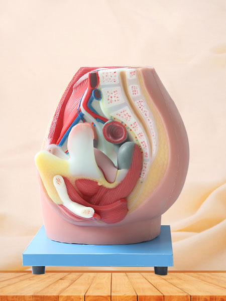 Human body joint model