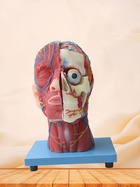 Superficial, Median And Deep Arteries, Veins, Vascular And Nerves Of Head And Face Soft Silicone Anatomy Model