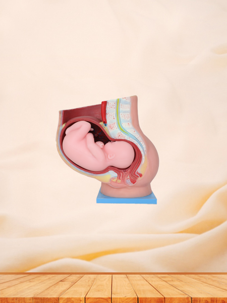 Soft Simulated Muscles of Upper Limb Anatomy Model