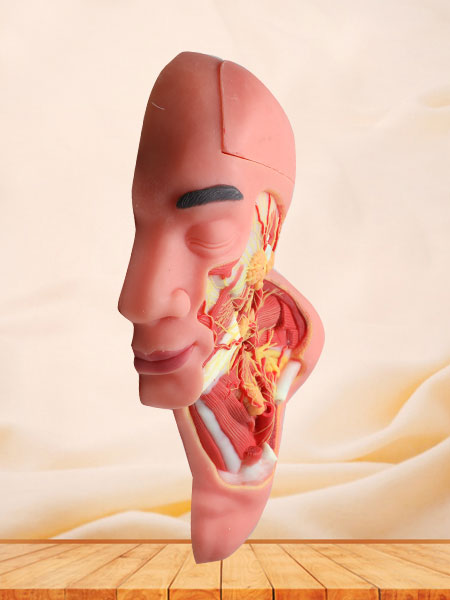 Median Arteries And Nerves Of Head And Neck Soft Silicone Anatomy Model