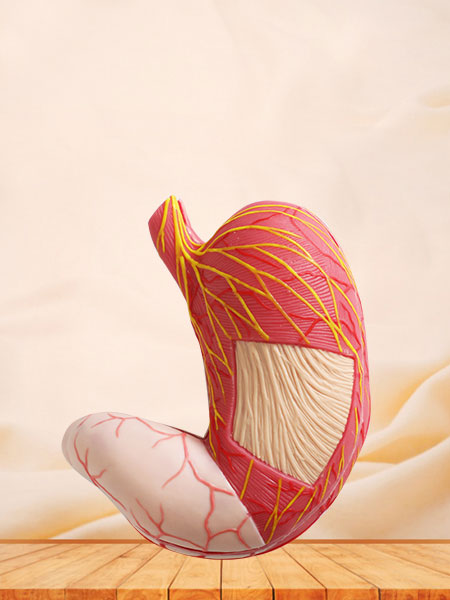 Soft Simulated Muscles of Upper Limb Anatomy Model