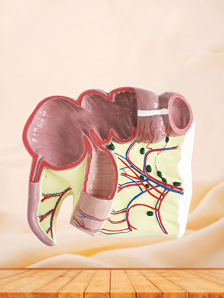 Ileocecal Junction Soft Silicone Anatomy Model