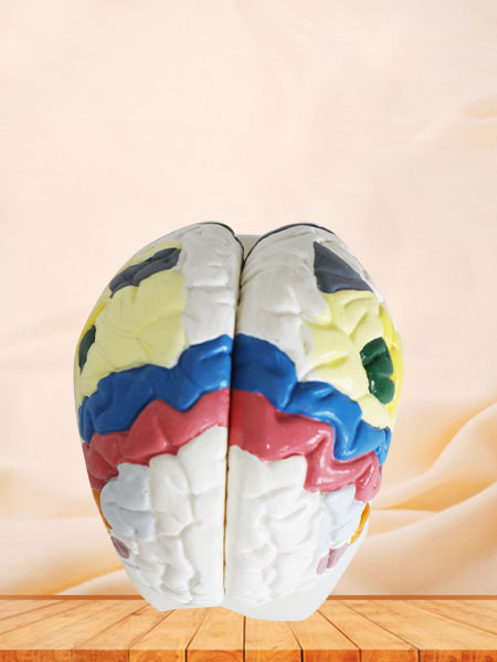 Cerebral Cortex Soft Silicone Anatomy Model