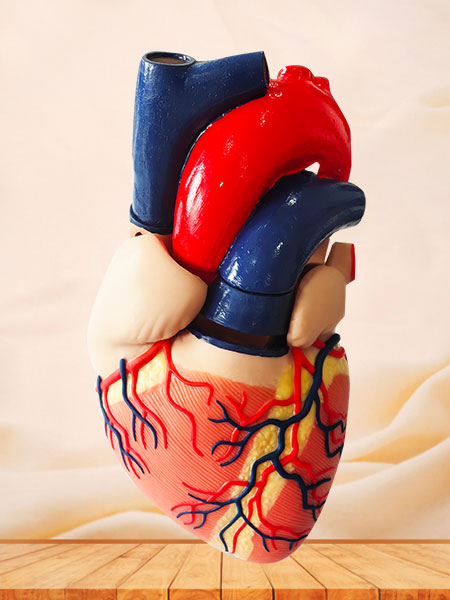 Soft Silicone Heart Anatomy Model