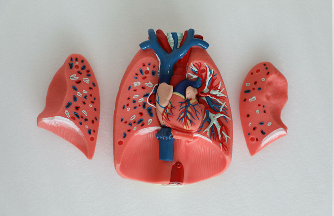 Respiratory System Soft Slicone Model