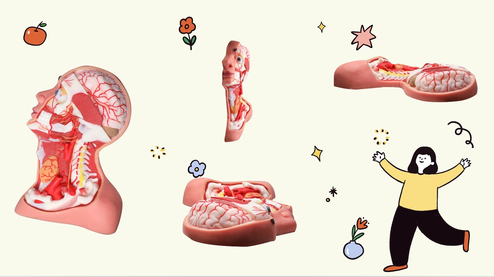 The Dissection of Human Head and Neck Soft Silicone Anatomy Model