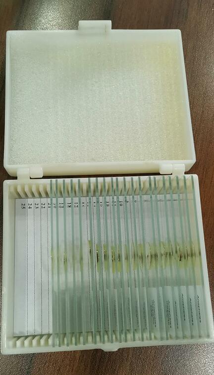 Biological Microscope Slide For Kuwait Medical University