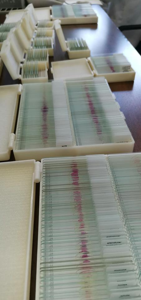 Human & Animal Prepared Microscope Slides For Saudi Arabia Medical University