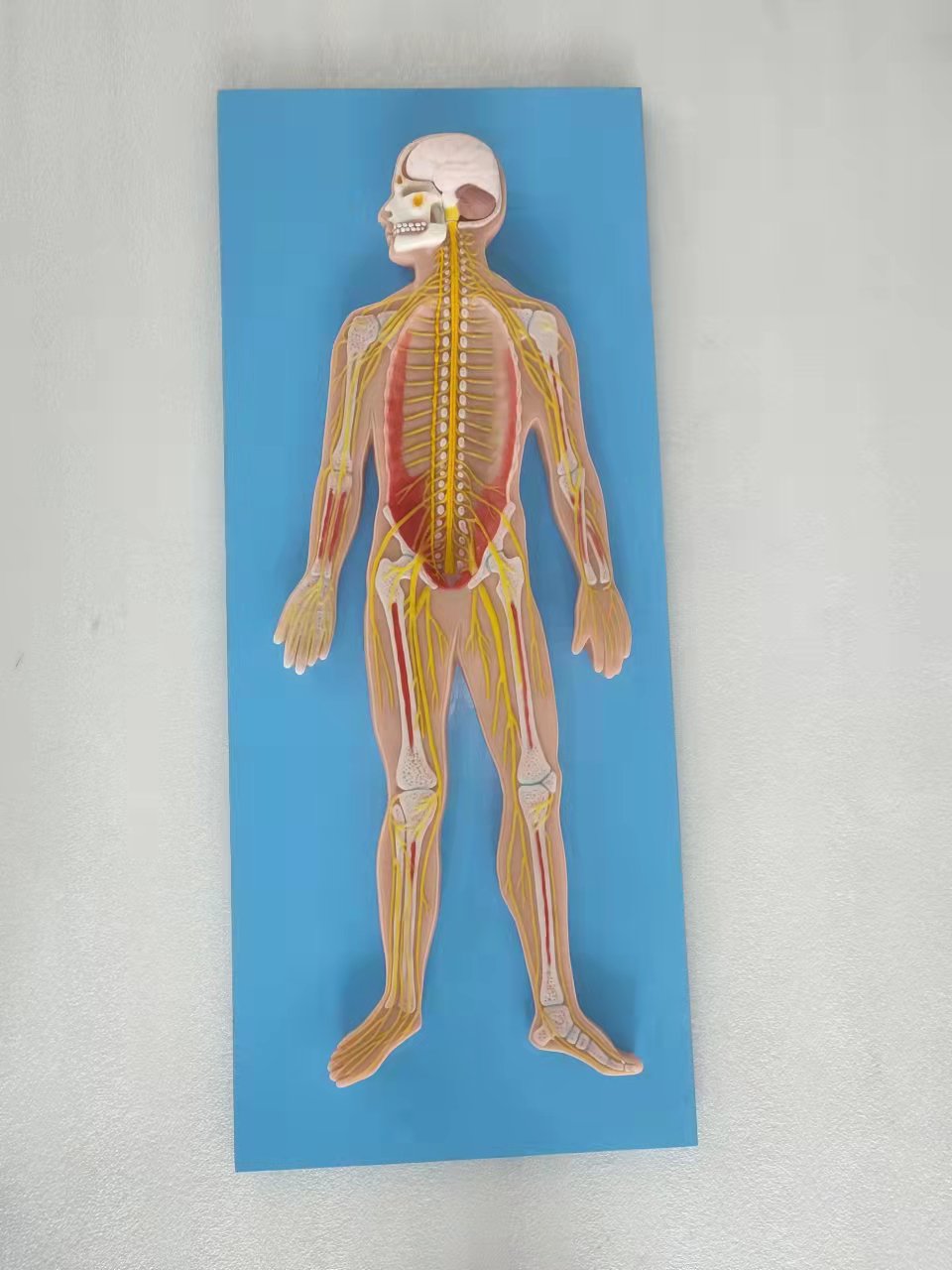 Whole Body Nerves Soft Silicone Anatomy Model for Medical University