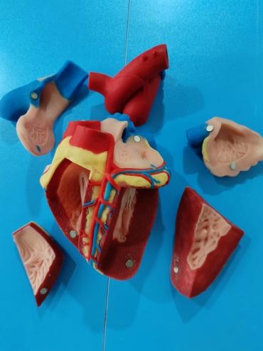 The Anatomy Heart of Cow Soft Silicone Model For Veterinary Education